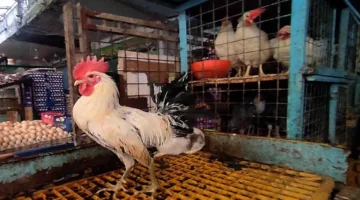 تحرك قضائي حاسم.. أسعار الفراخ البيضاء والبلدي تسجل مستويات جديدة قبل رمضان